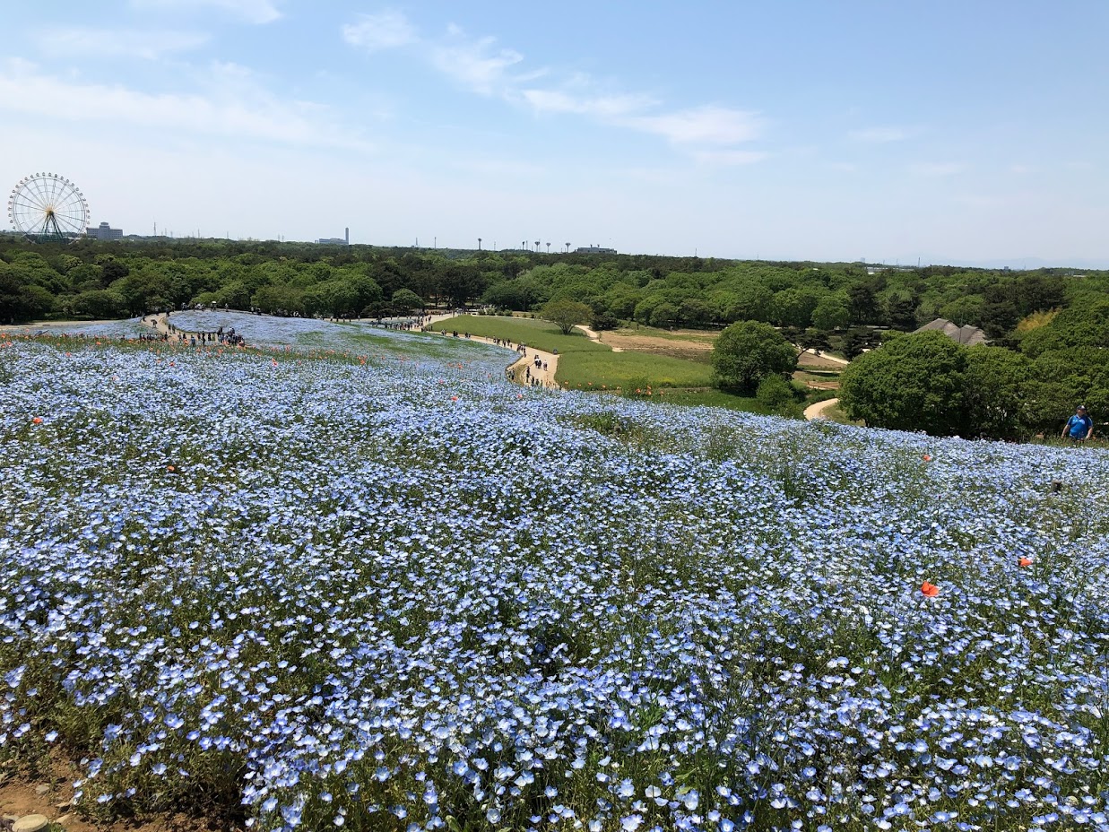 国営ひたち海浜公園 みはらしの丘へネモフィラをミニって来たぞ デートにもおすすめかも 東京アラフォーシェアハウス暮らし